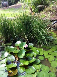 Lily Pond at Rossmount Rural Retreat.
